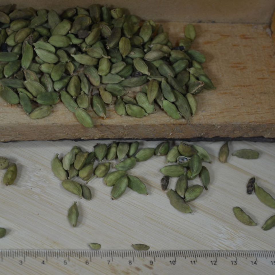 GREEN PODS 