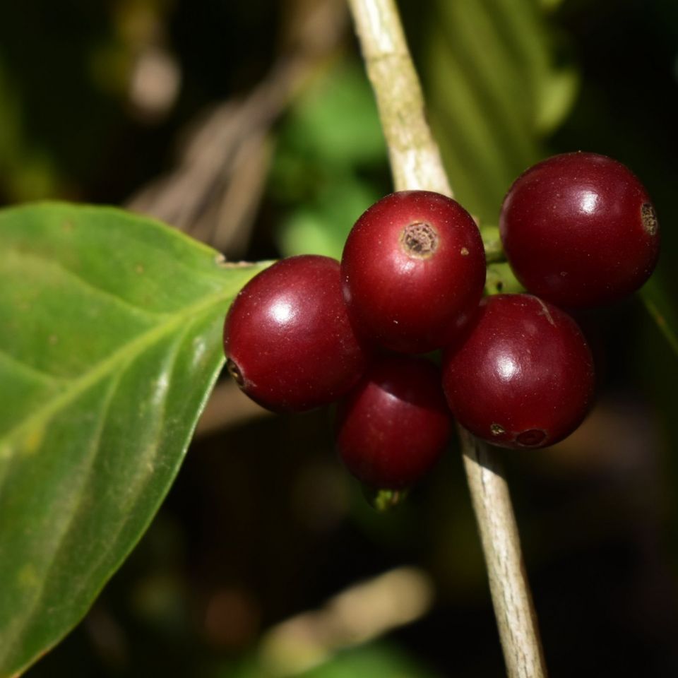 GUATEMALAN COFFEE 