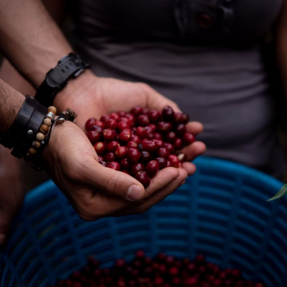 GUATEMALAN COFFEE 