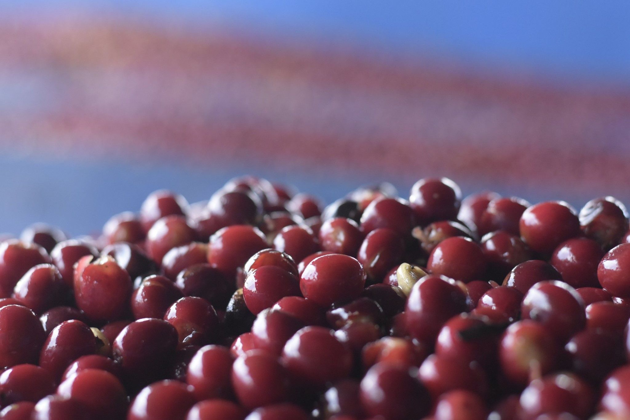 COFFEE Agroprodusct Dinámica S. A.